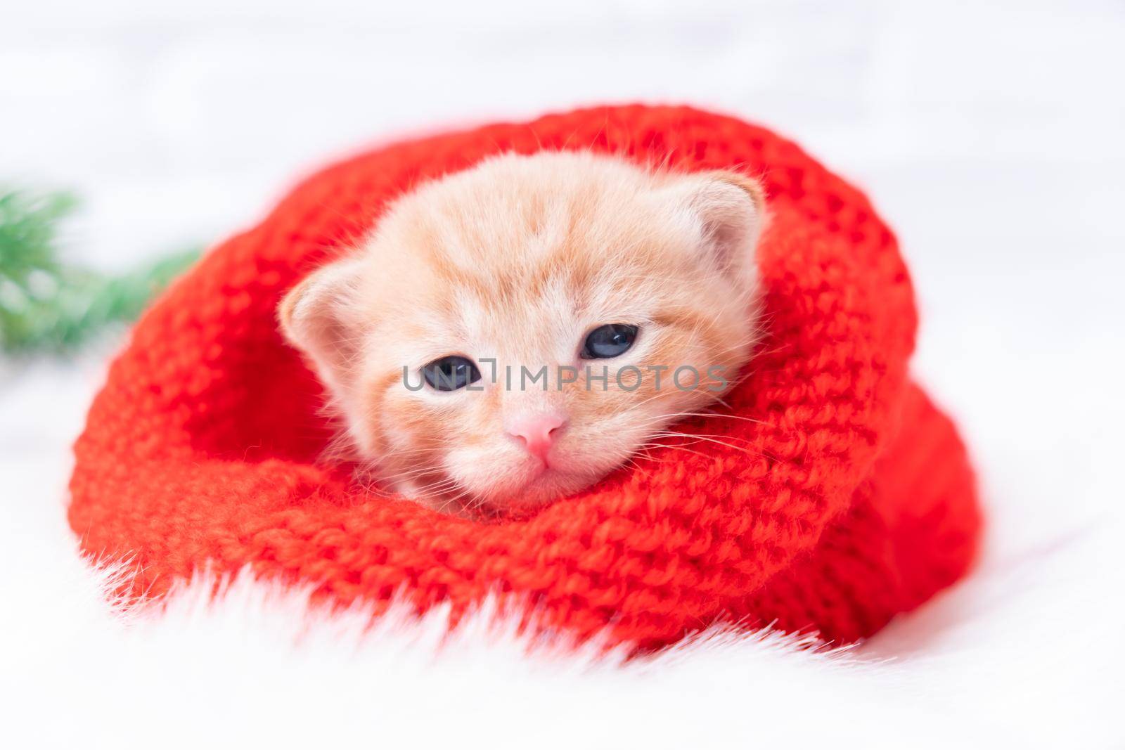 Small Christmas ginger kitten is sweetly basking and looking at the camera in a knitted red Santa hat. Soft and cozy with a Christmas tree. Christmas, home comfort and new year holidays concept.