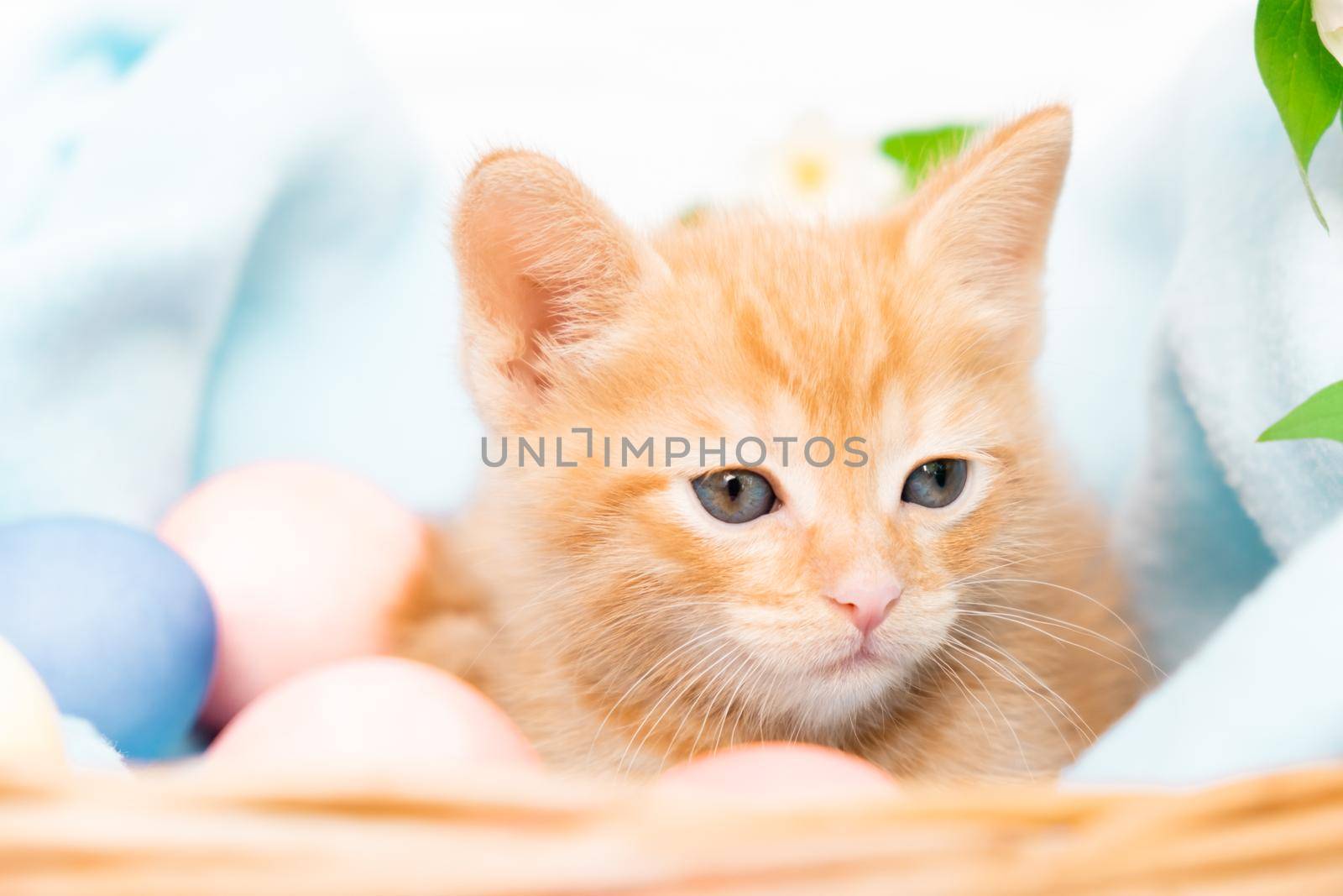 A small red tabby kitten lies comfortably in a blue blanket with easters eggs. Concept of taking care of pets, spring holidays, Easter.