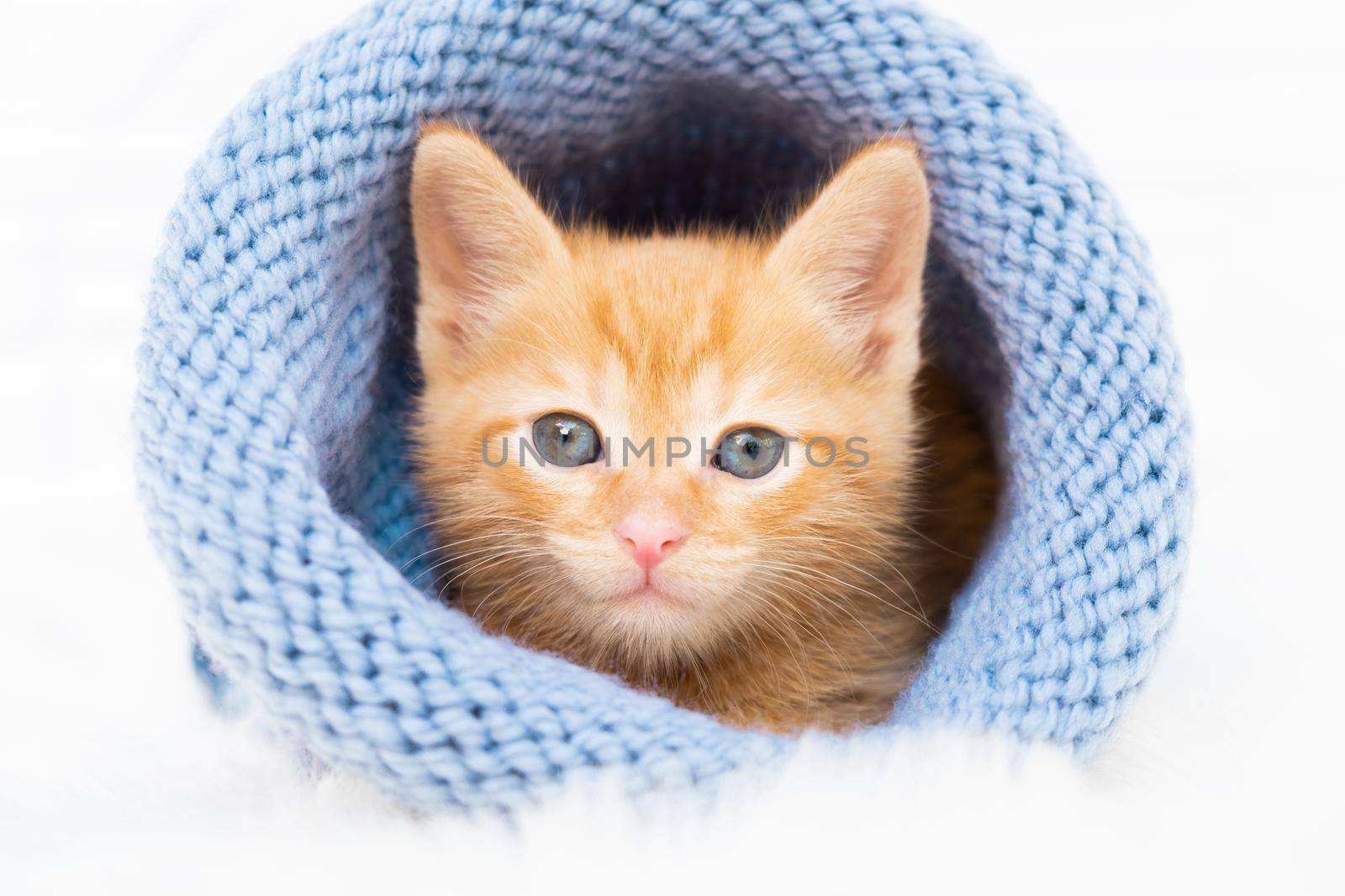 Small ginger tabby kitten is sweetly basking and looking at the camera in a knitted blue hat with copyspace. Soft and cozy. Christmas, home comfort and new year holidays, Valentines Day concept by chelmicky