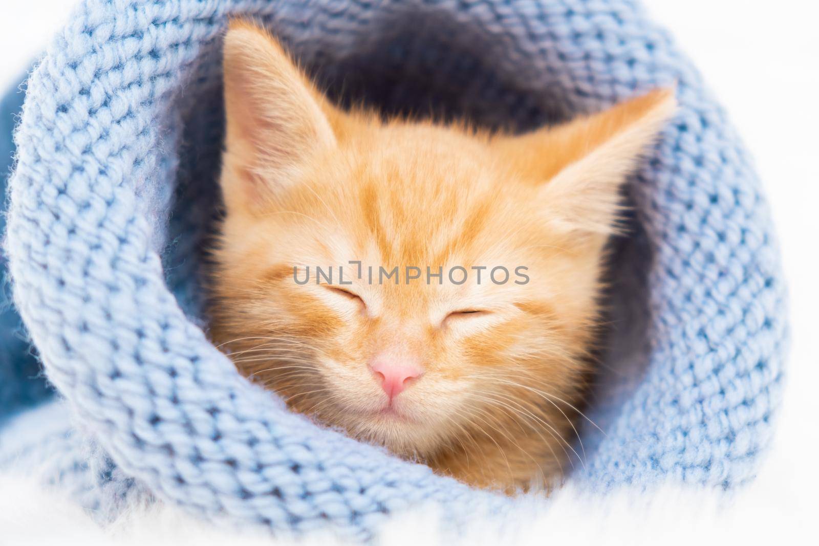 Little orange tabby kitten sleeps in a knitted blue hat. Soft and cozy. Christmas, home comfort and new year and Valentines Day holidays concept. by chelmicky
