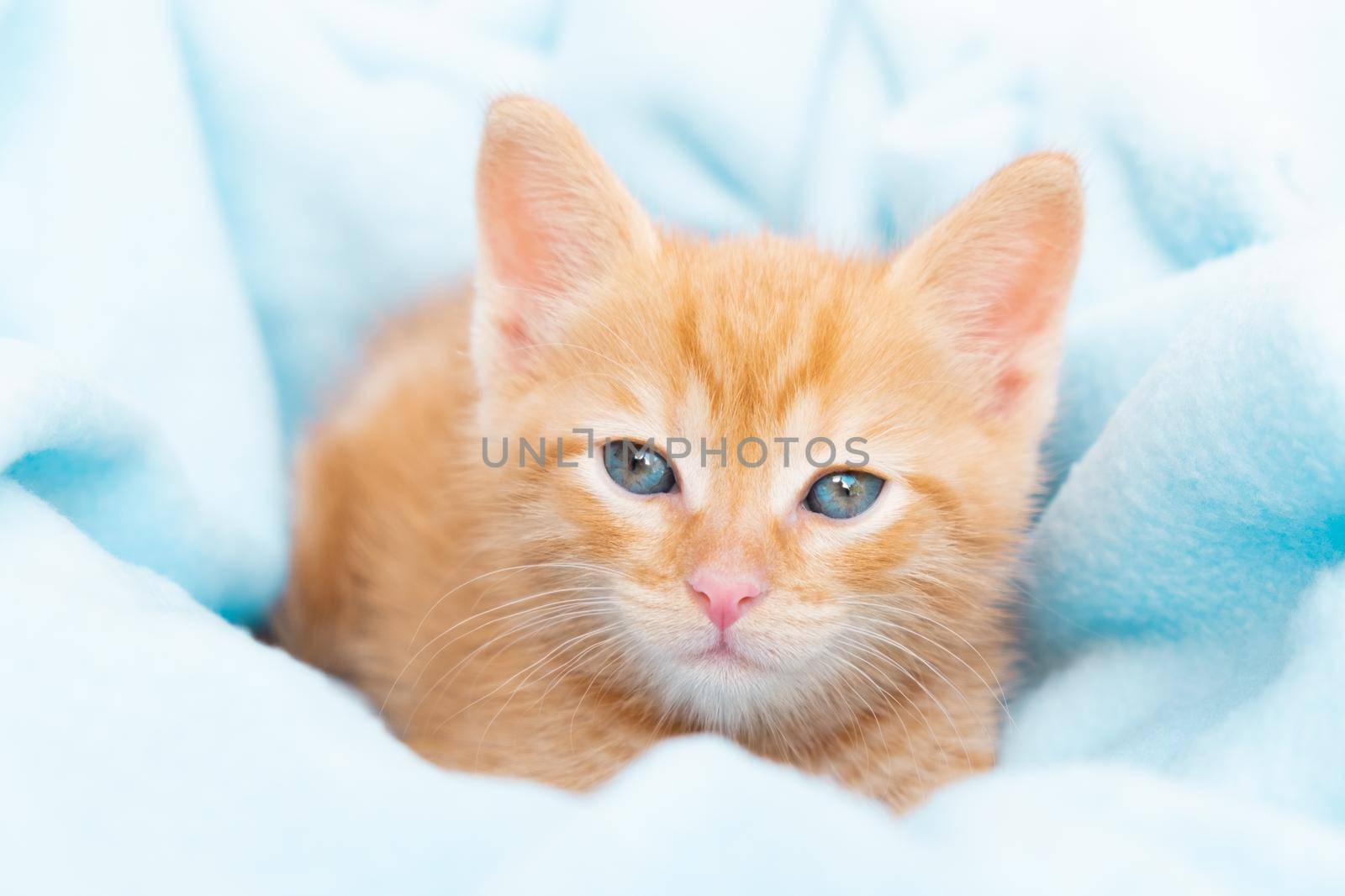 A small red tabby kitten lies comfortably in a blue blanket, looks at the camera. Concept of taking care of pets, winter and spring holidays, Easter, Christmas, New Year, Valentines Day