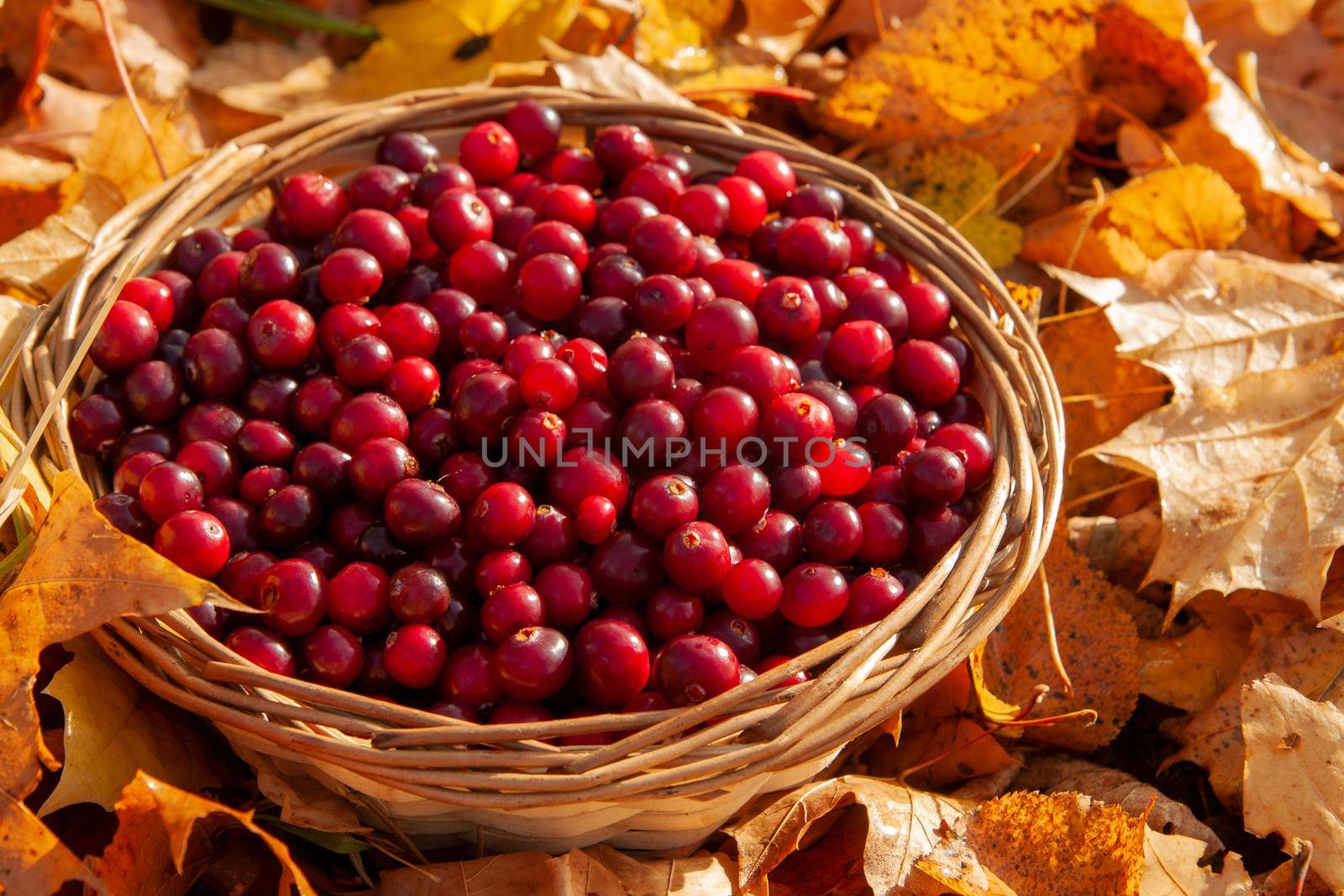 Full basket with juicy red cranberries in a basket on an autumn background of fallen leaves with copy space. Cranberry national holiday and Thanksgiving Day.