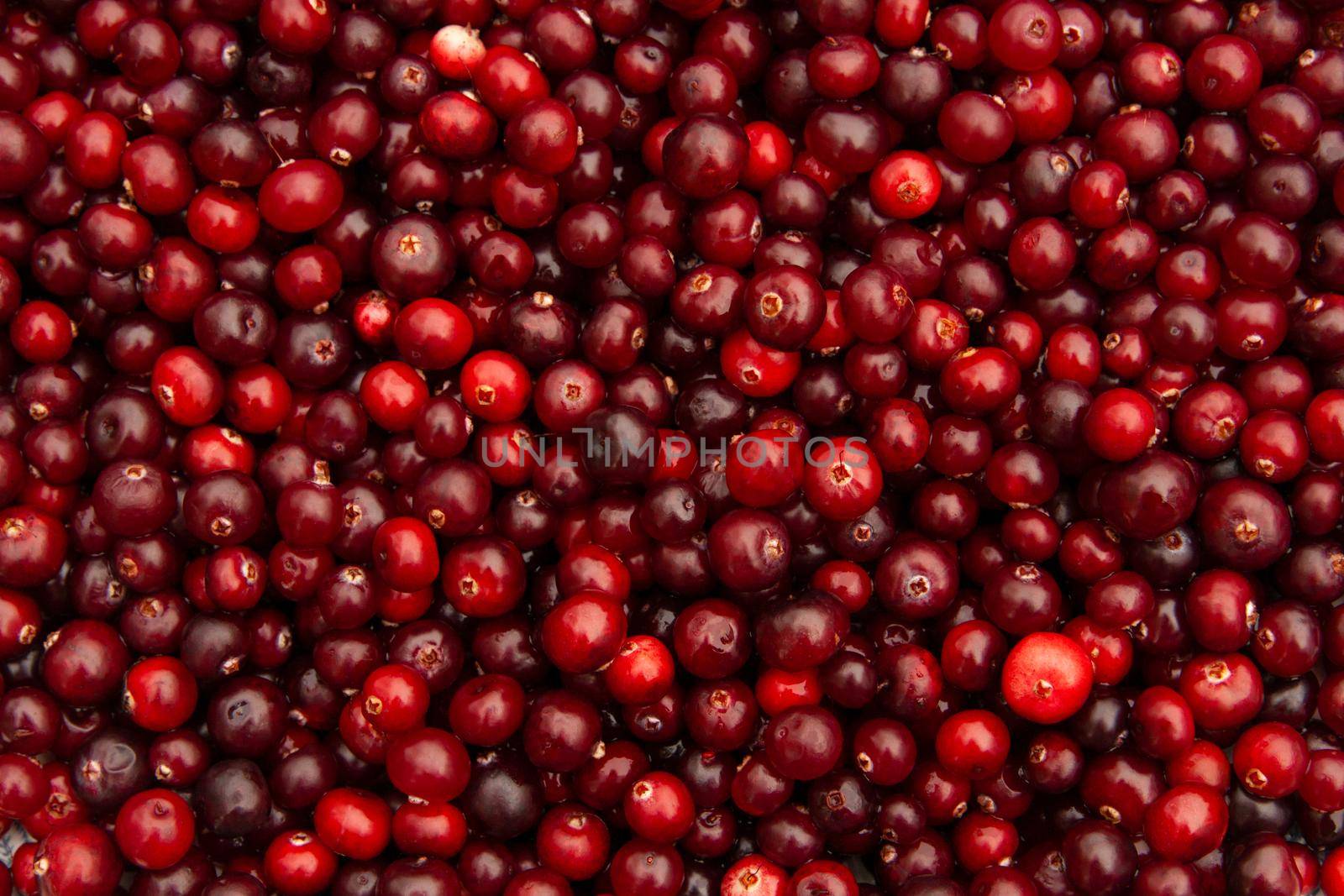 Horizontal full background of juicy red cranberries. Cranberry national holiday and Thanksgiving Day. by chelmicky