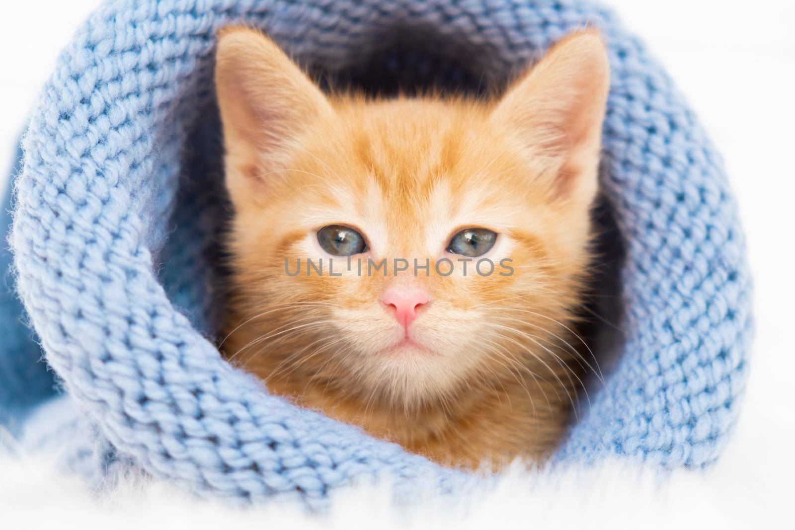 Small ginger tabby kitten is sweetly basking and looking at the camera in a knitted blue hat with copyspace. Soft and cozy. Christmas, home comfort and new year holidays, Valentines Day concept by chelmicky