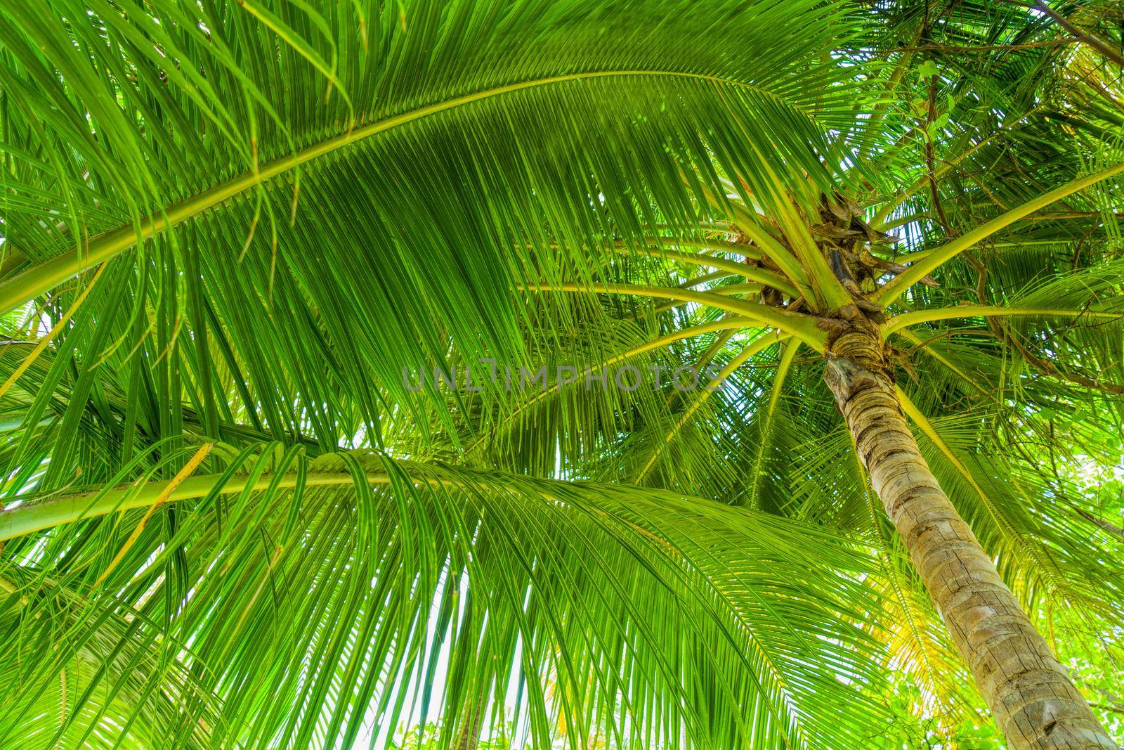 Closeup coconut palm tree on a sunny summer day against the blue sky, the fantastic island of Maldives.