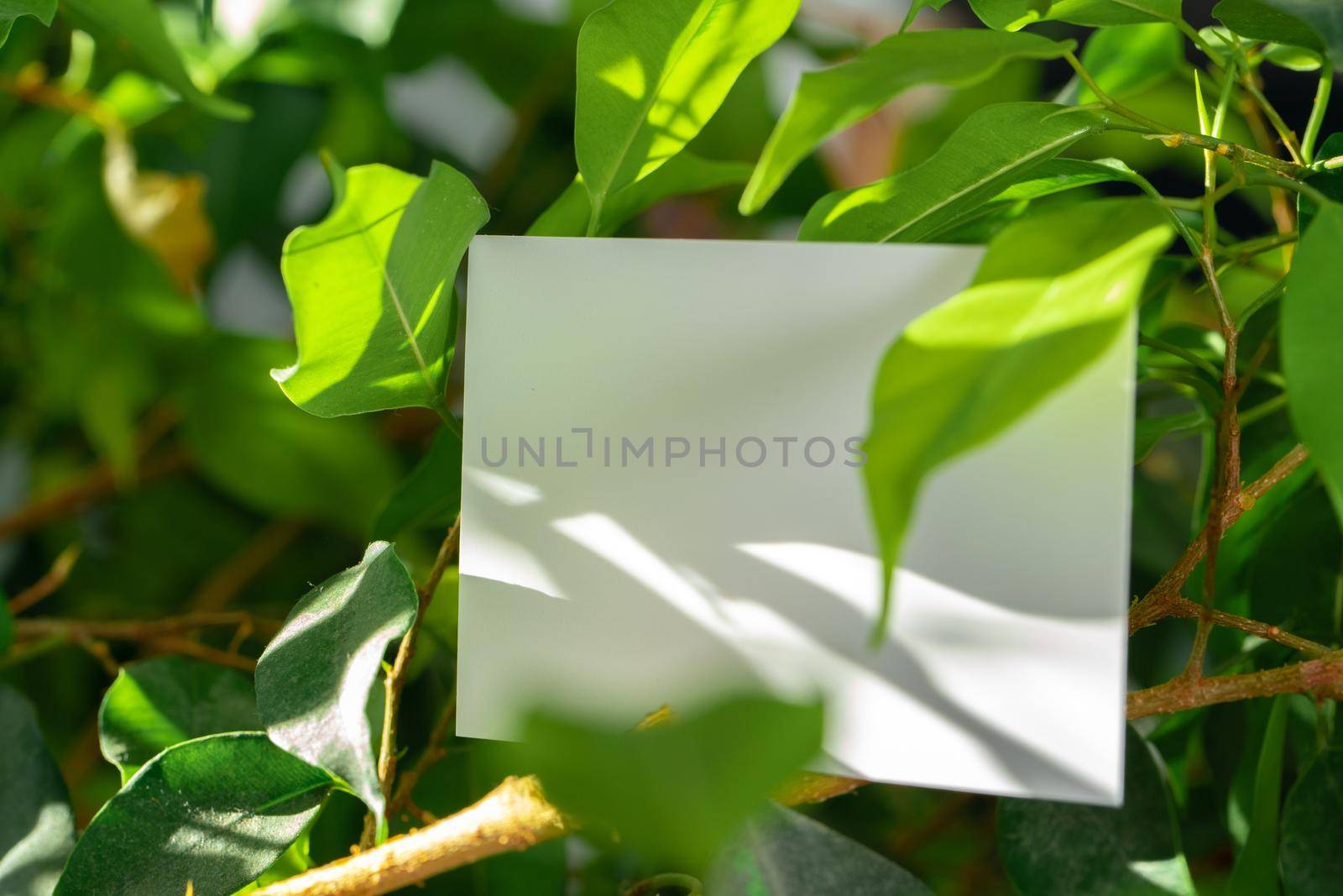Mock up paper white card on a green leaves. Nature concept. Close up.