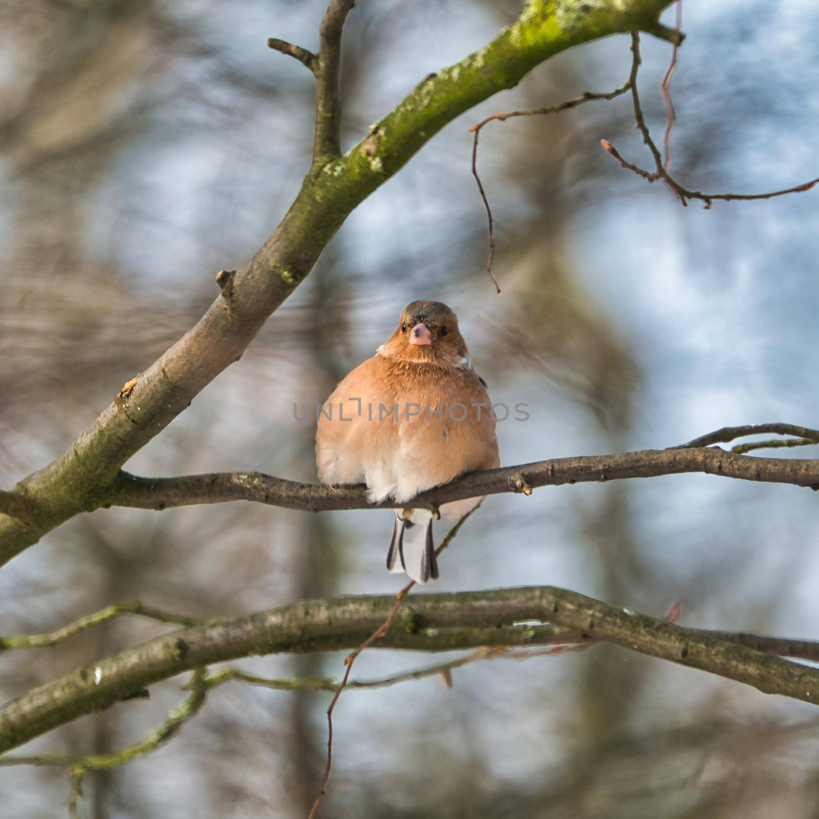 single chaffinch on a tree in the winter by Bullysoft