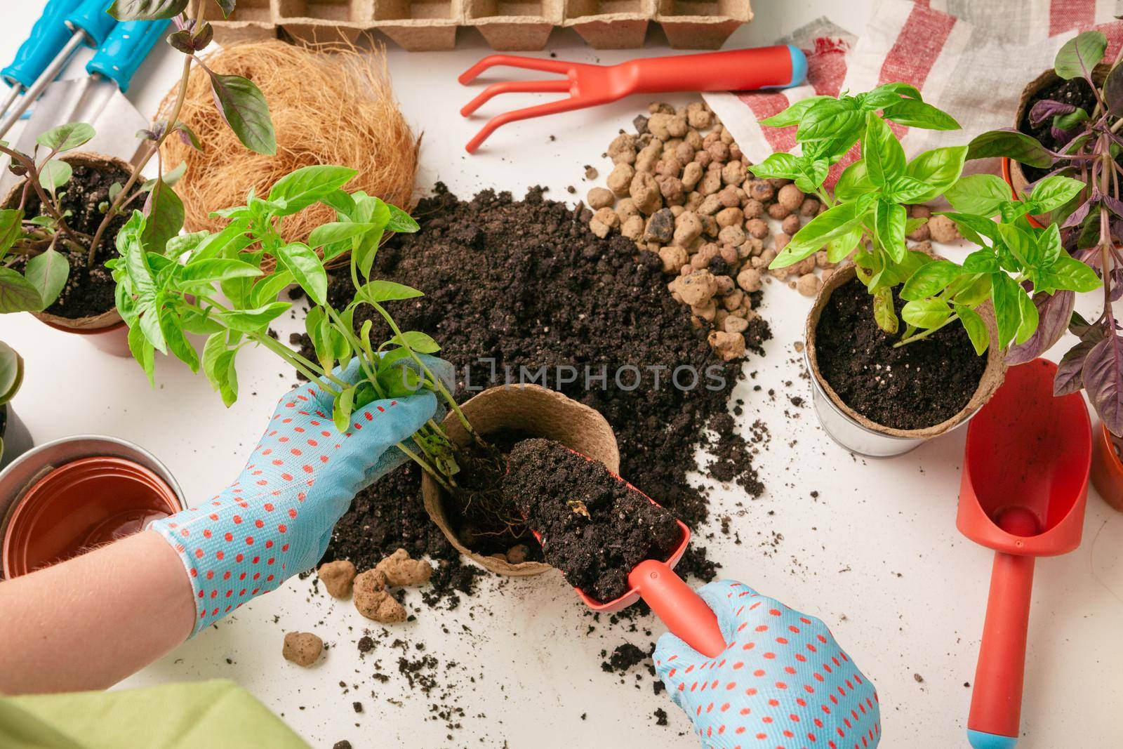 female gardener arranging plants at house using tools