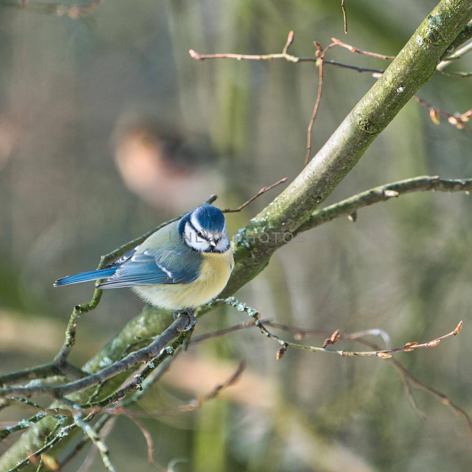 blue tit in the winter on a tree by Bullysoft