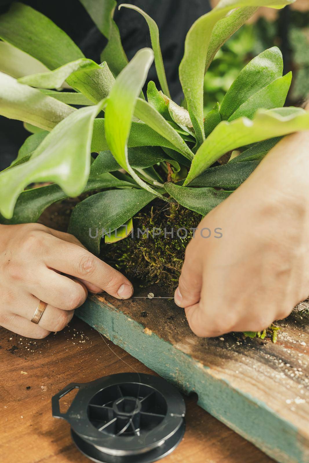 Male hands binding a Staghorn Fern to the wooden board with the fishing line. Mounting Platycerium on the wooden board DIY project