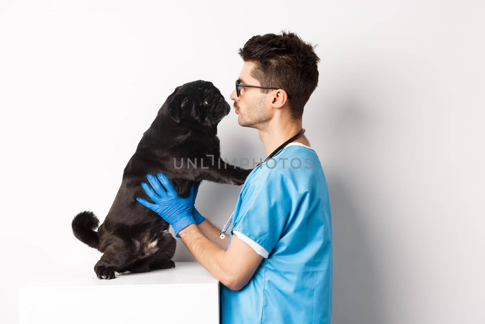 Handsome doctor veterinarian examining cute black pug dog at vet clinic, standing over white background.