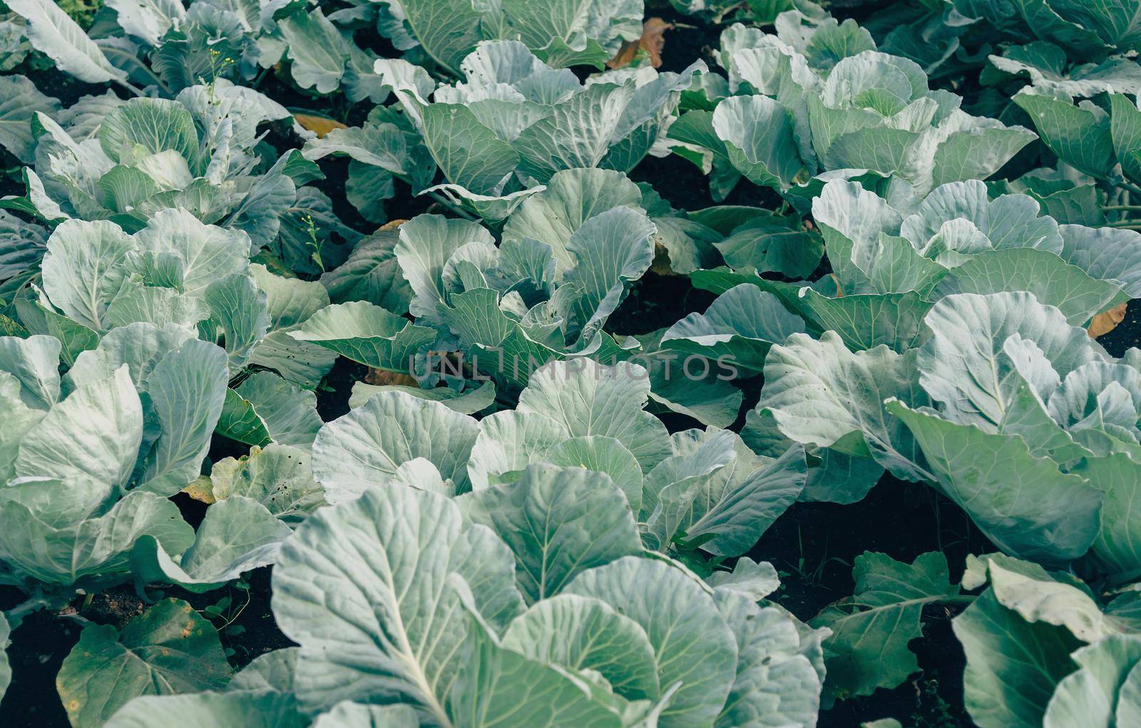 Green cabbages are growing in the garden on fertile soil