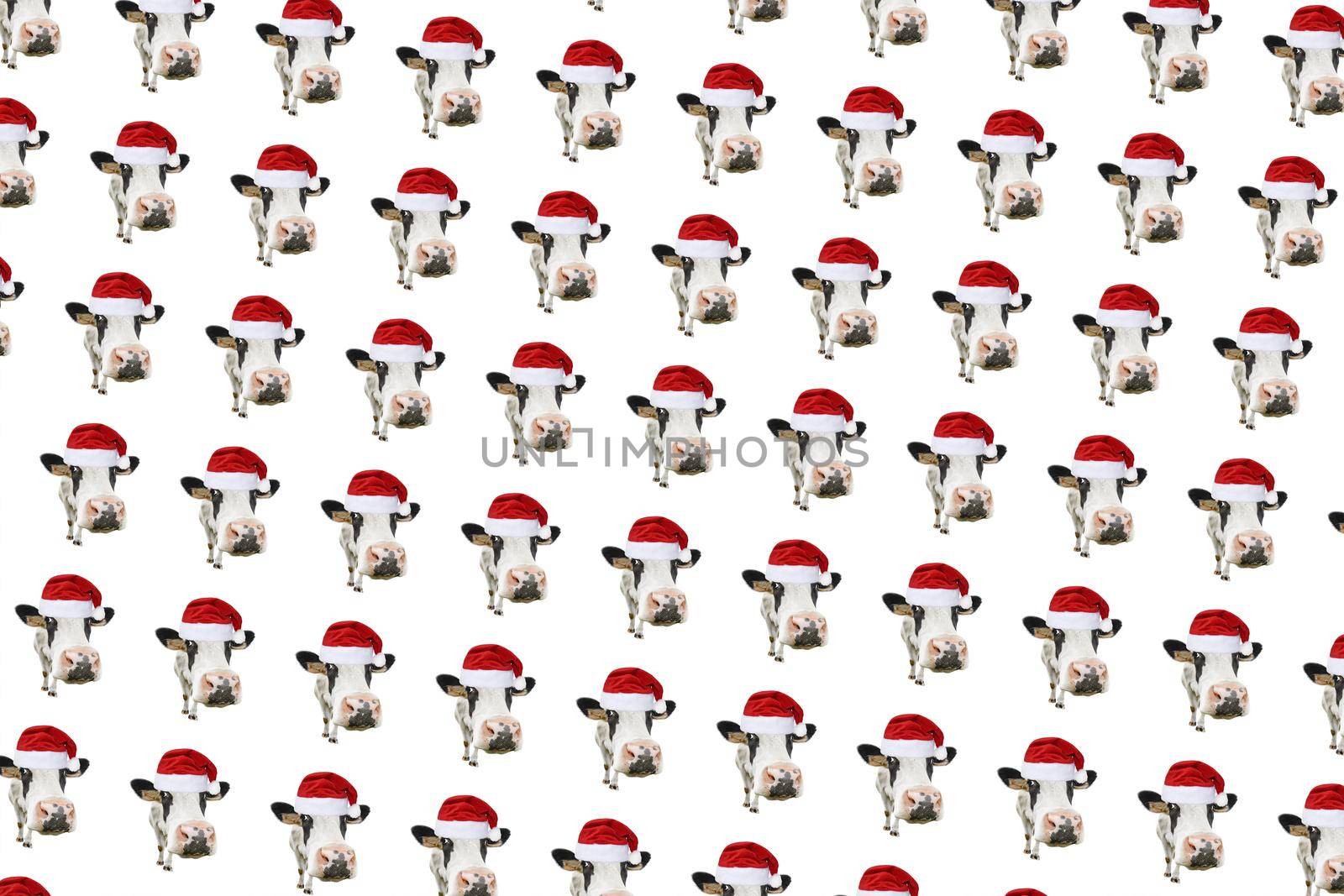 Funny cow isolated in Christmas hat pattern. Spotted Cow portrait isolated on white. Farm animals.