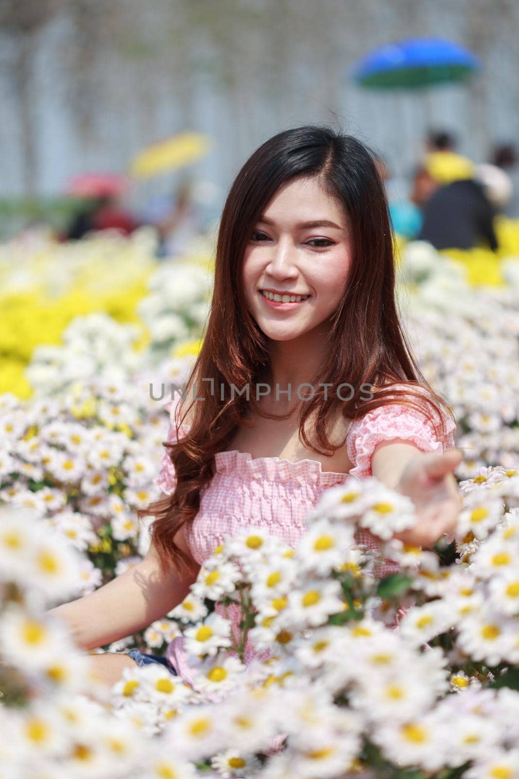 beautiful woman in colorful chrysanthemum glower garden 
