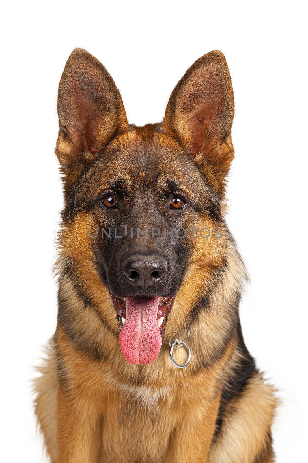 Portrait of a german shepherd dog isolated on white background. Close up.