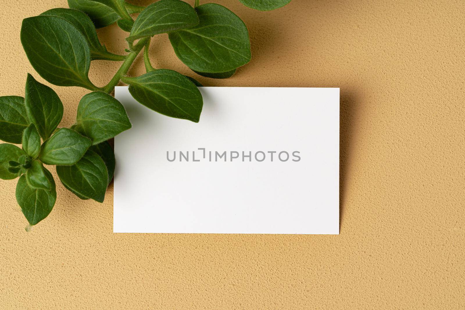 Blank white business card with copy space for your design, close up
