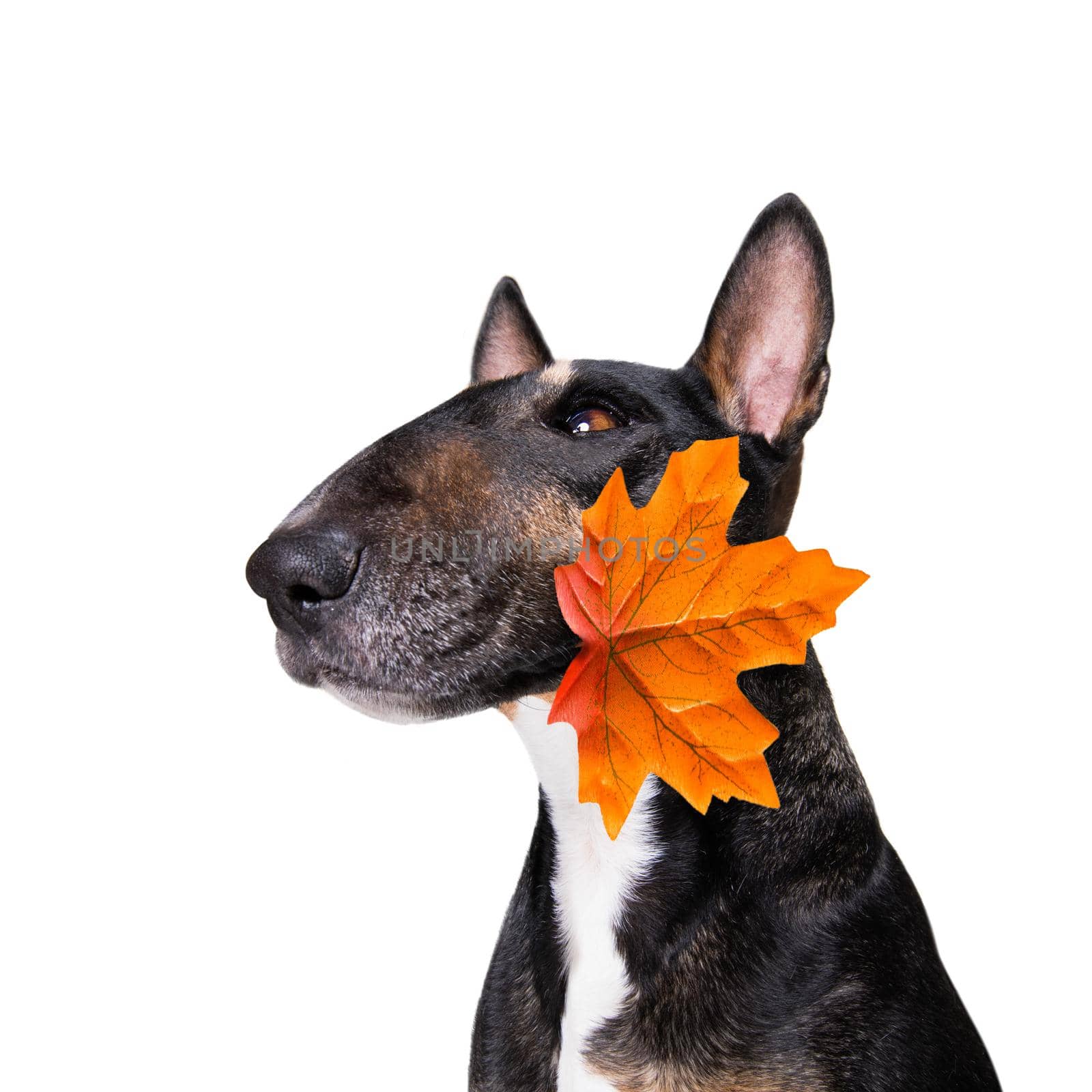 Autumn fall dog by Brosch