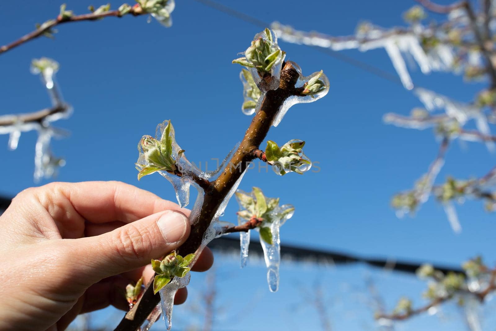 Close up of frozen branch with bud covered with ice. Bad weather condition in spring for fruit production