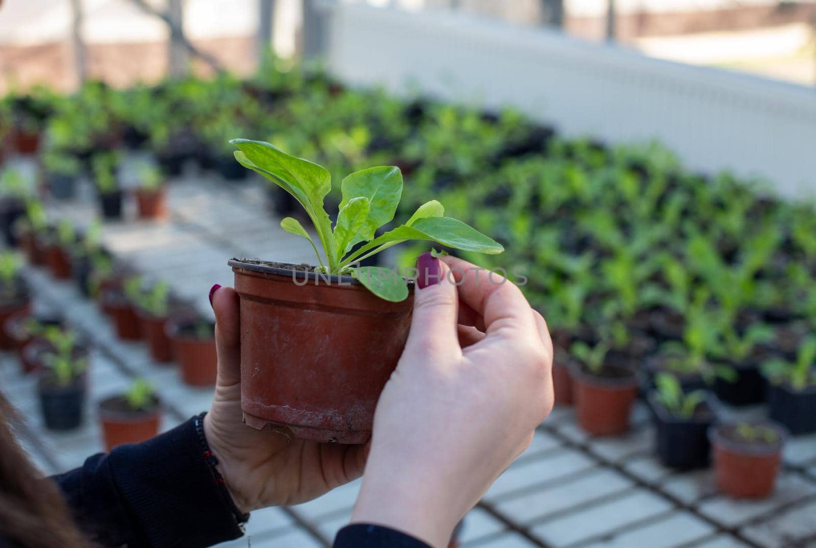 Close up of farmer's hand holding seedling in flower pot in greenhouse