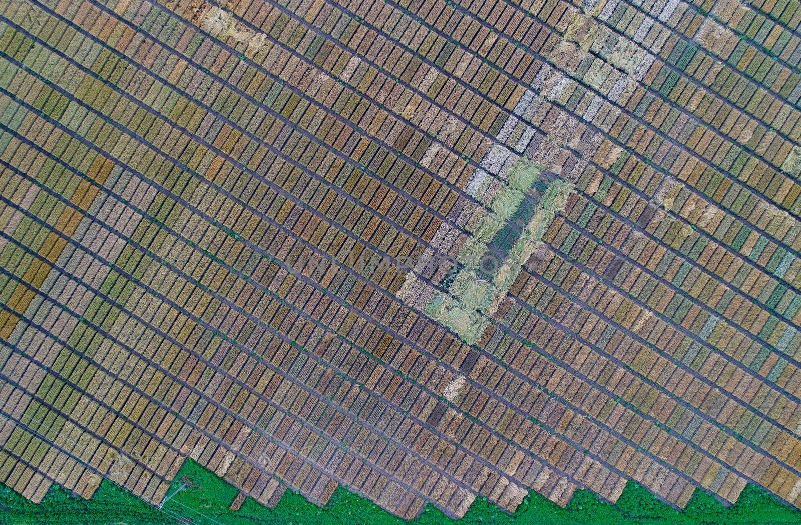 Aerial image of agricultural test plots with different sorts of cereal crops, hybrids, shoot from drone