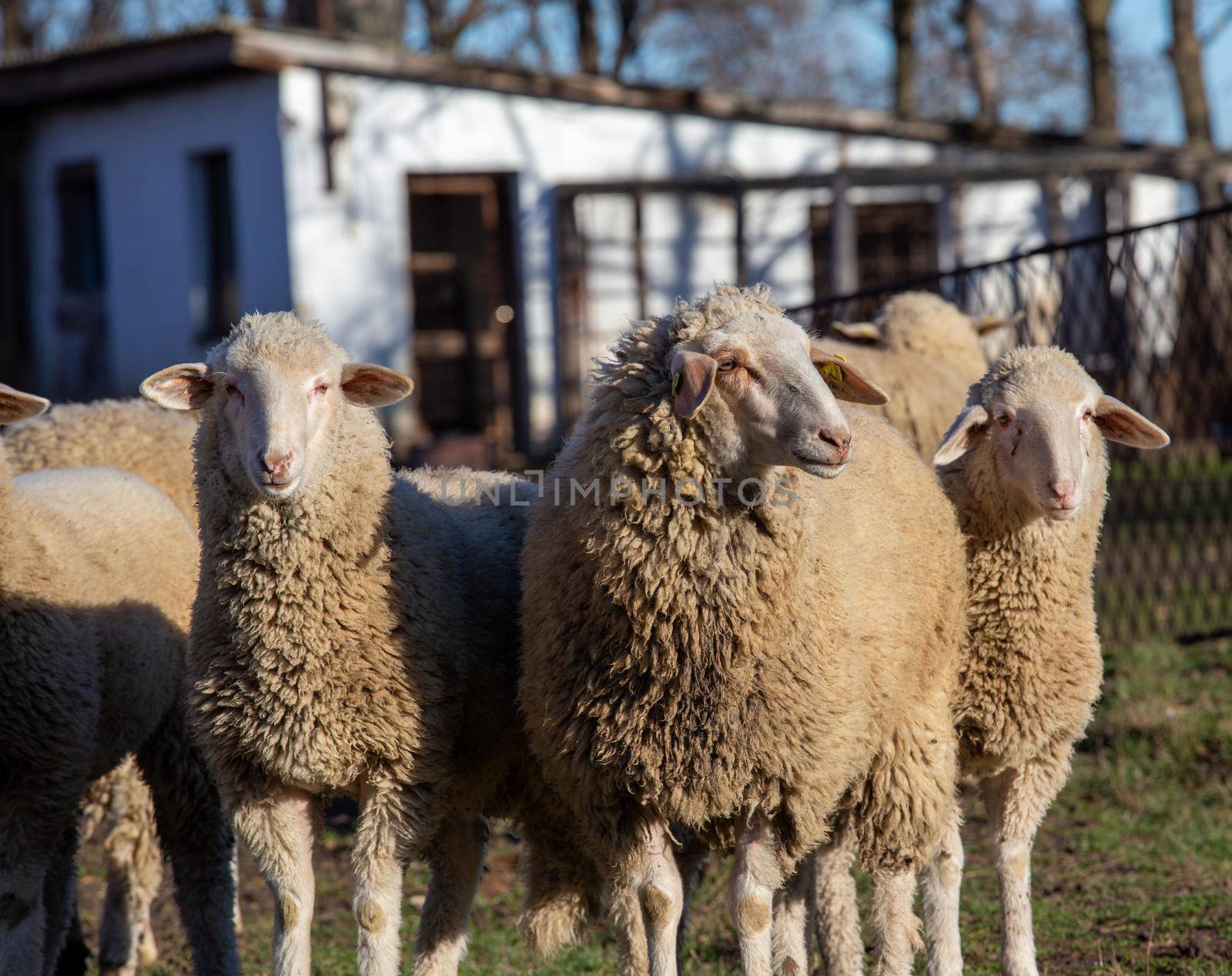 Group of sheep on ranch by budabar