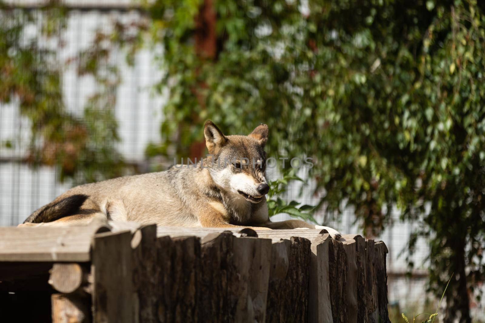 Grey Wolf Looks Out Head and Body