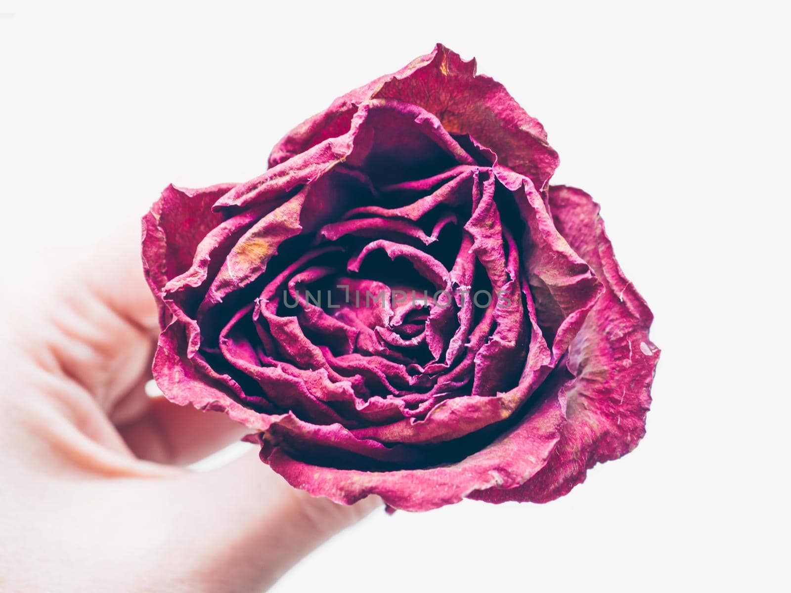 Memory, deathy, loss concept. Woman hand holding dried red rose flower isolate on white background. Traditional symbol of a broken heart and lost love. Life anf dead. Soft focus. Close up