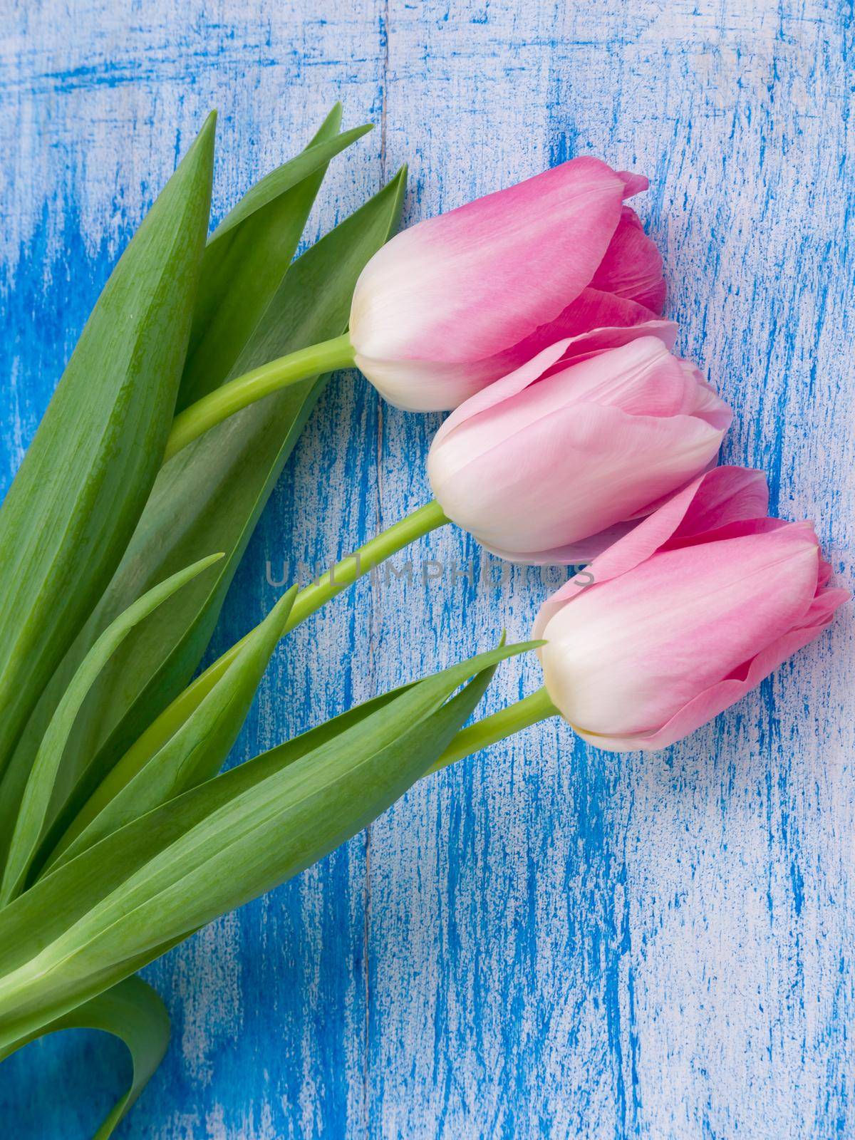 Spring pink flowers for your floral decor or your holiday. Beautiful gentle tulips on white blue wooden background. for Valentine's Day, Woman's Day and Mother's Day holidays. Top veiw, flat lay