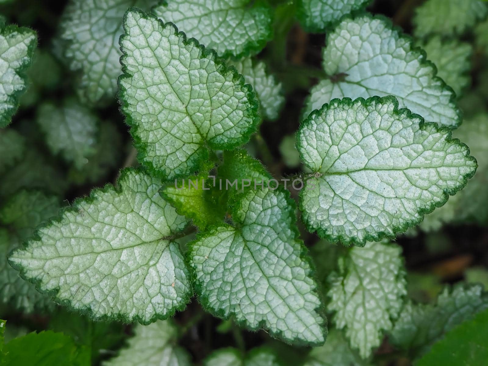 Nature concept. Beautiful two colored green adn white plant. The leaves of Lamium Beacon Silver in the garden close-up. Bush of Lamium . Top view. Botanical pattern. Greenery nettle.