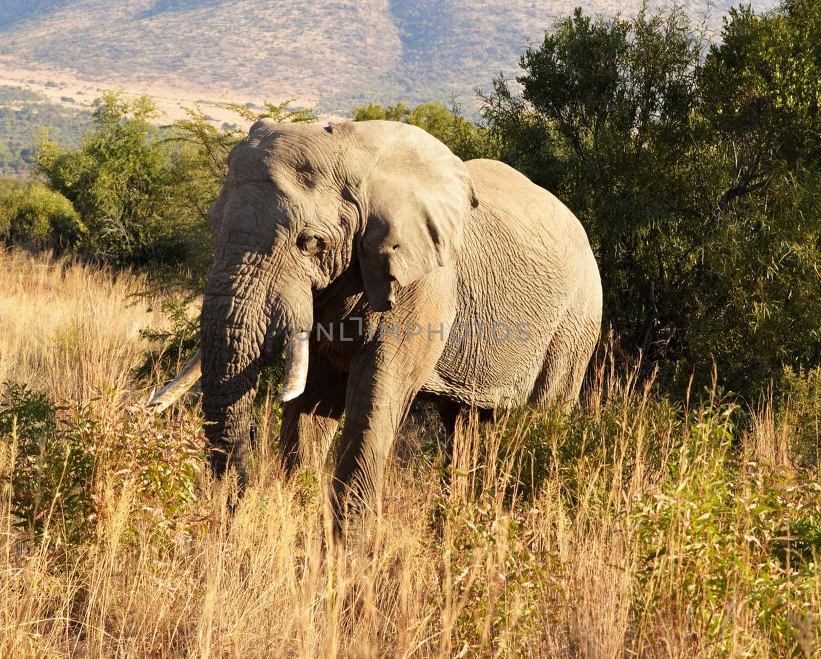 Wildlife photography is a genre of photography concerned with documenting various forms of wildlife in their natural habitat.