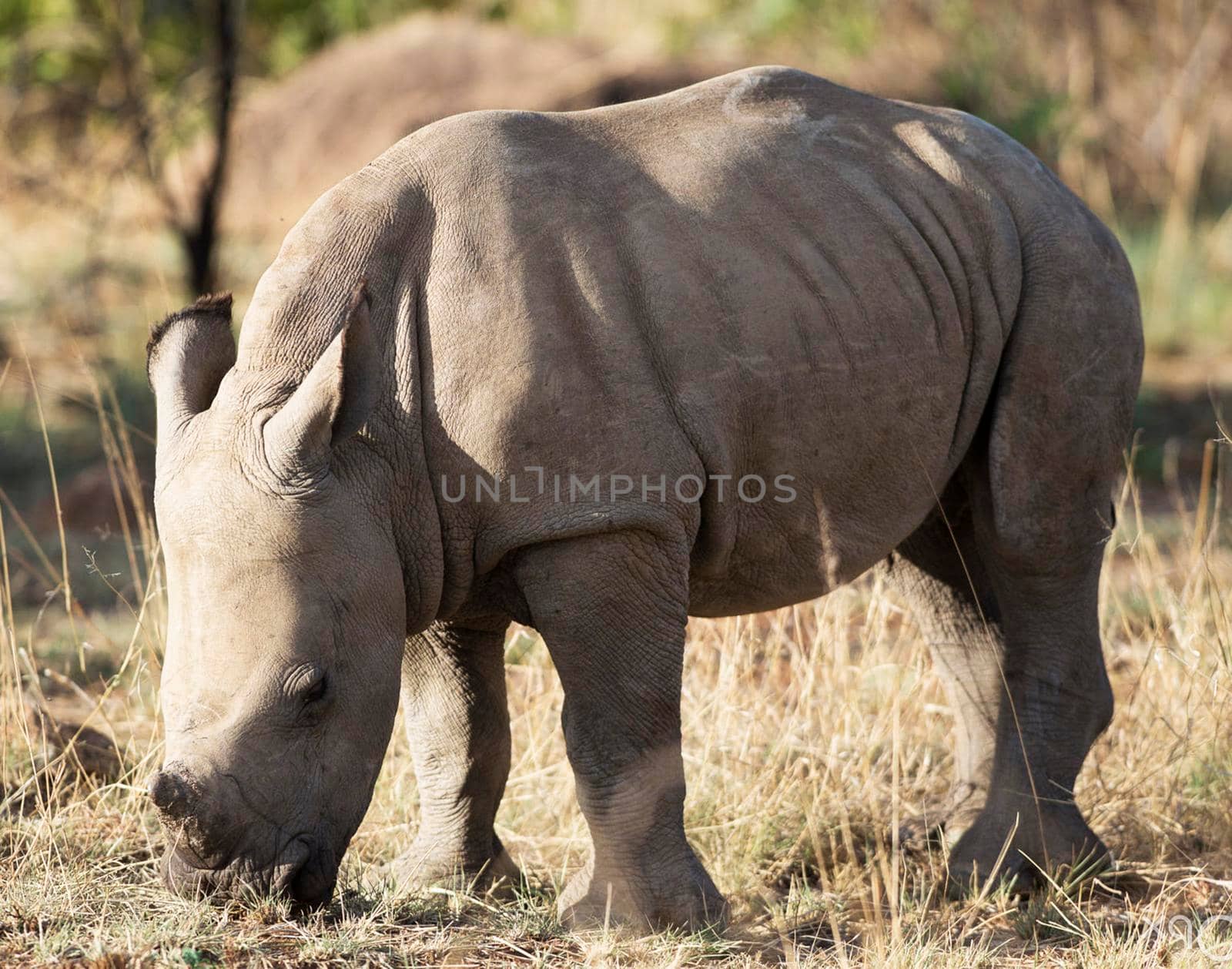 Wildlife photography is a genre of photography concerned with documenting various forms of wildlife in their natural habitat.