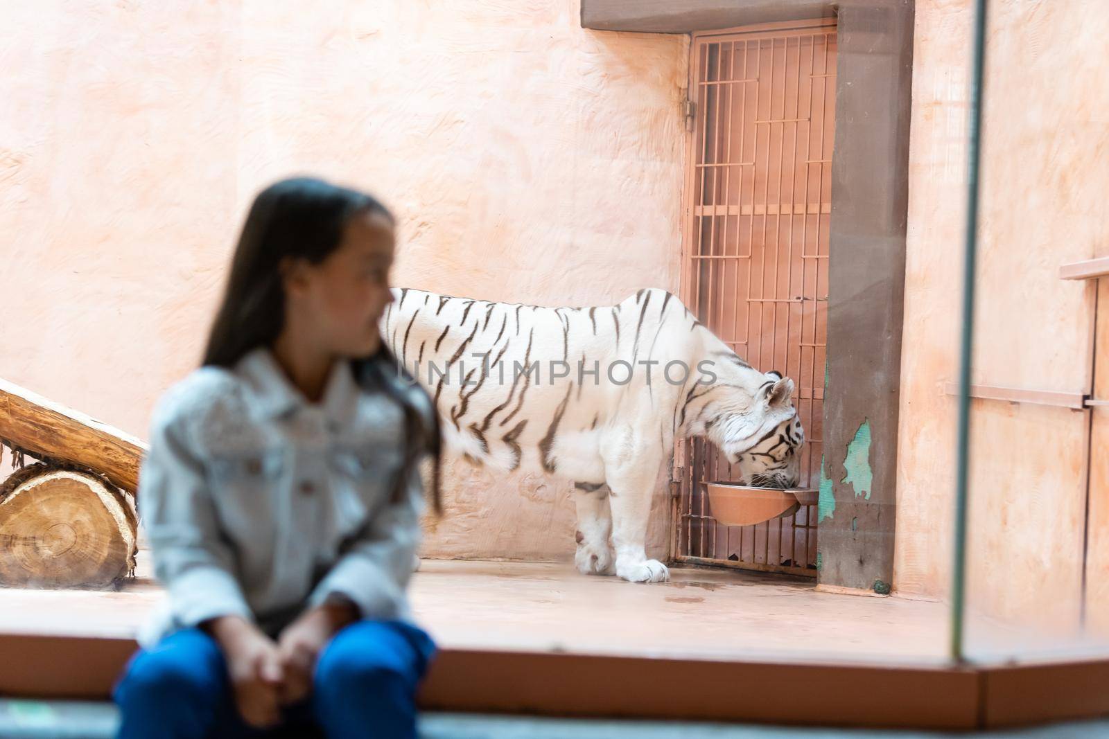 little girl and white tiger behind glass at the zoo by Andelov13