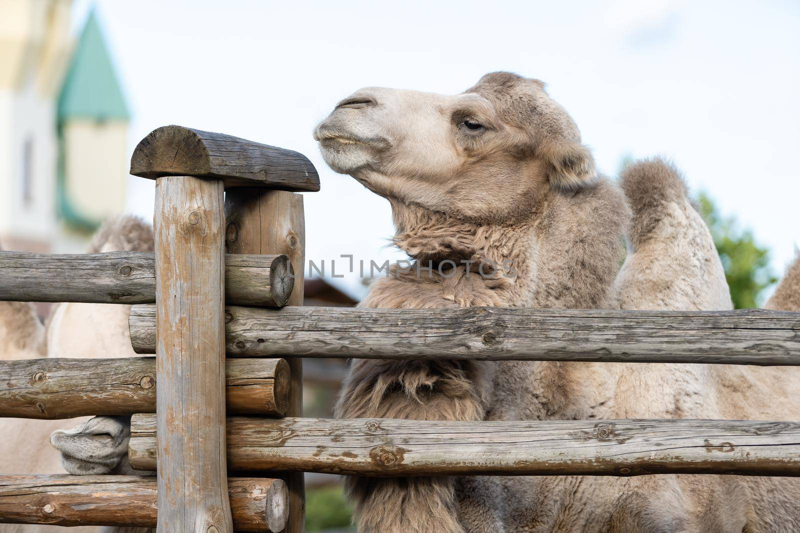 camel in an aviary at the zoo