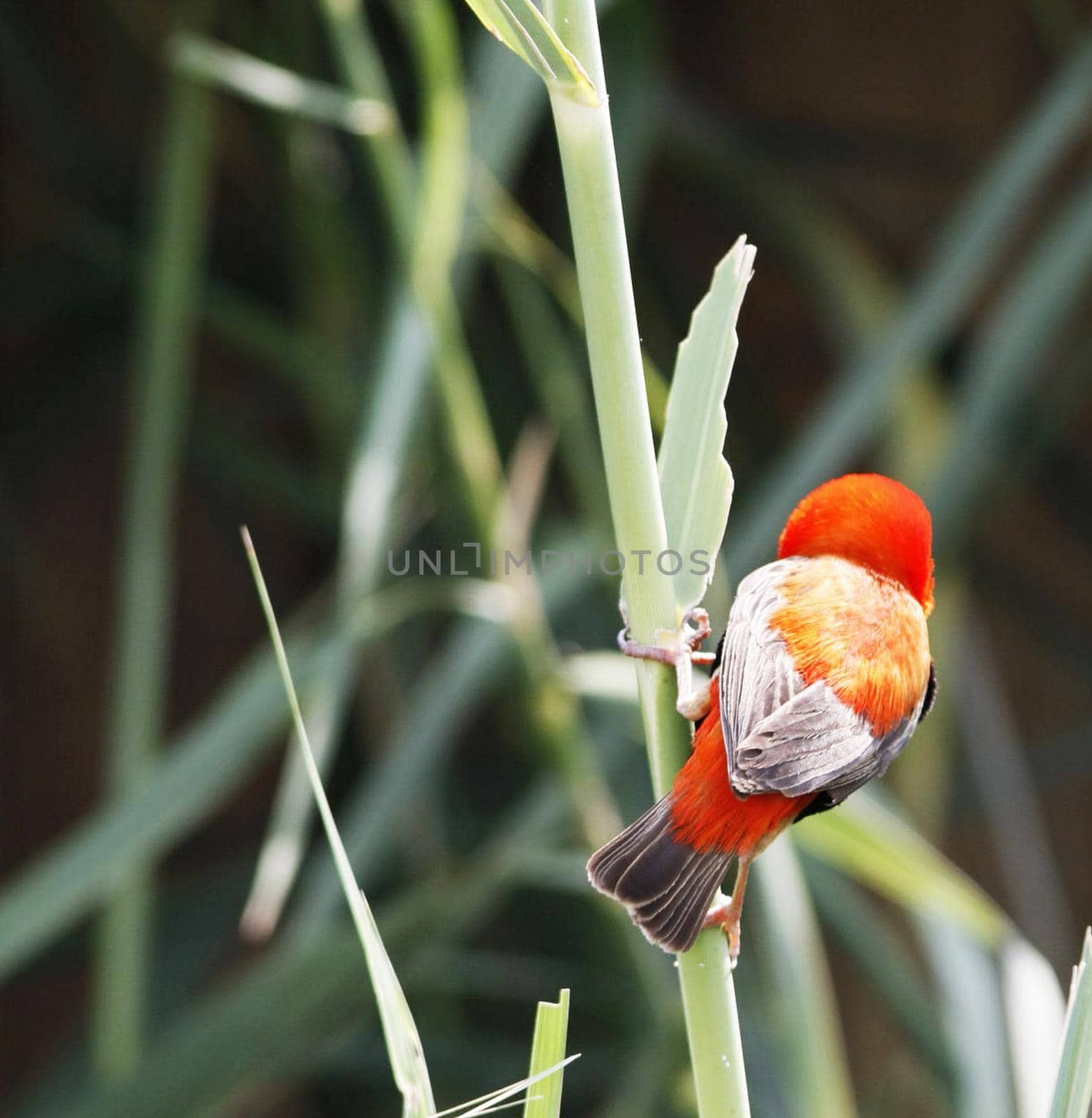 Wildlife photography is a genre of photography concerned with documenting various forms of wildlife in their natural habitat.