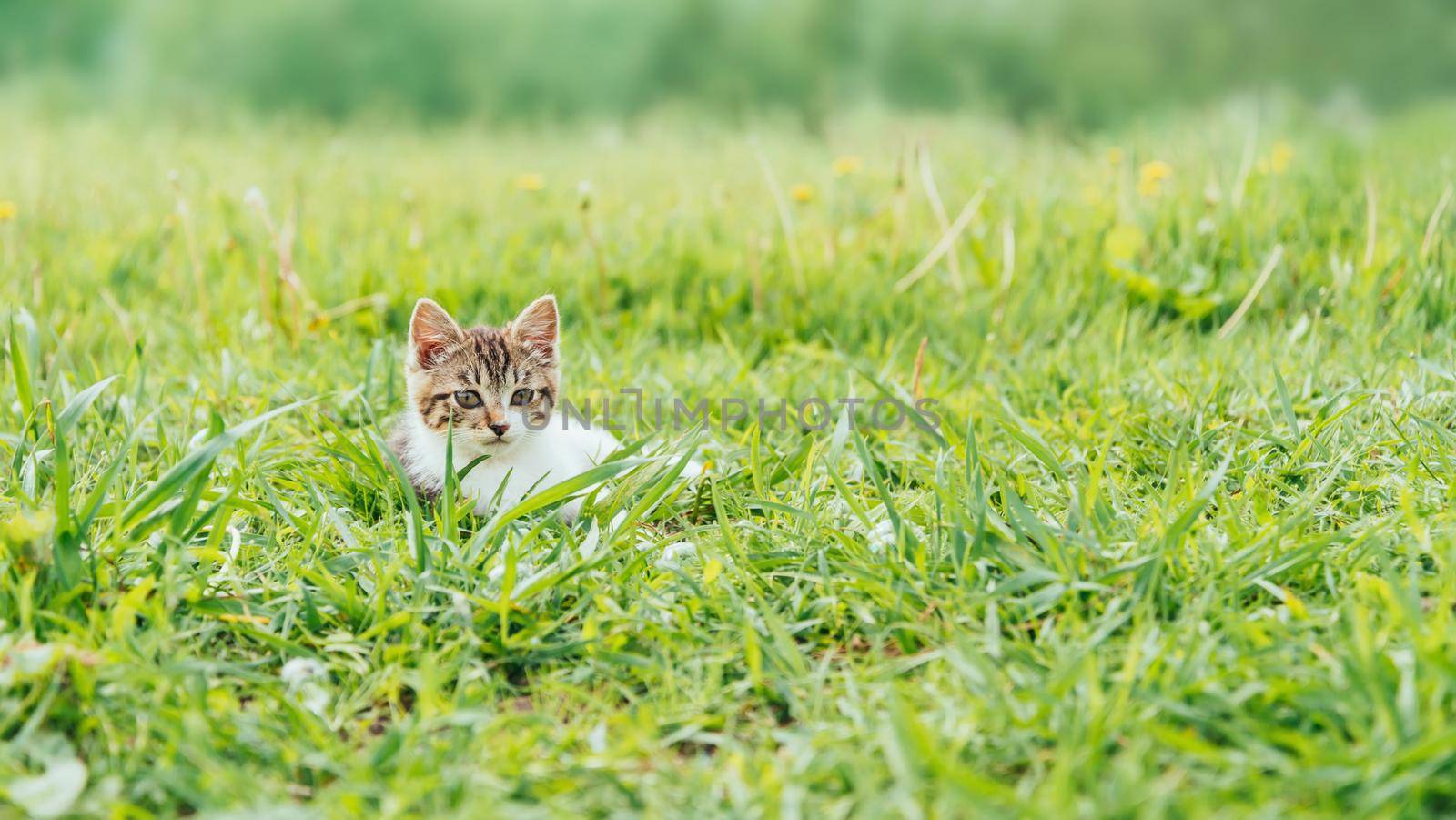 Kittens sitting on green meadow in summer and looking at camera, front view