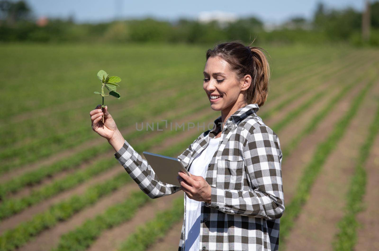 Female farmer standing in soy field insecting plant using tablet by budabar