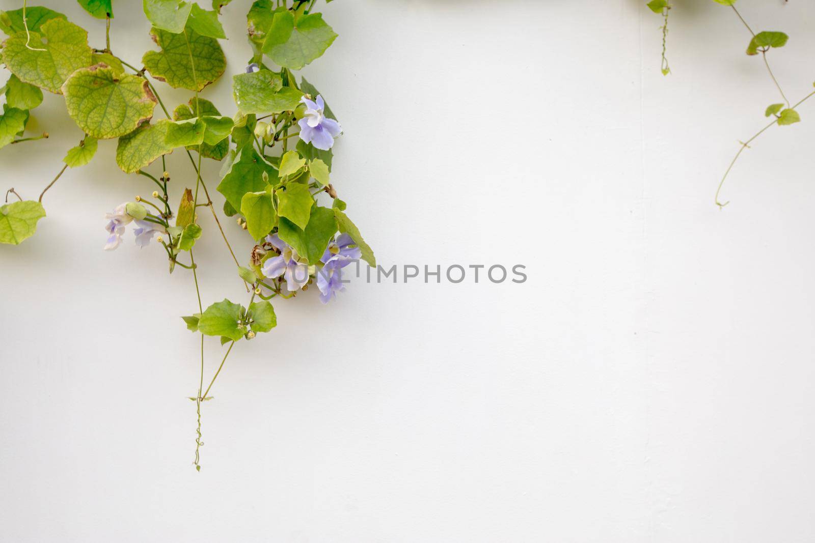Exterior shot of blooming green branch crawling on white wall in daylight.
