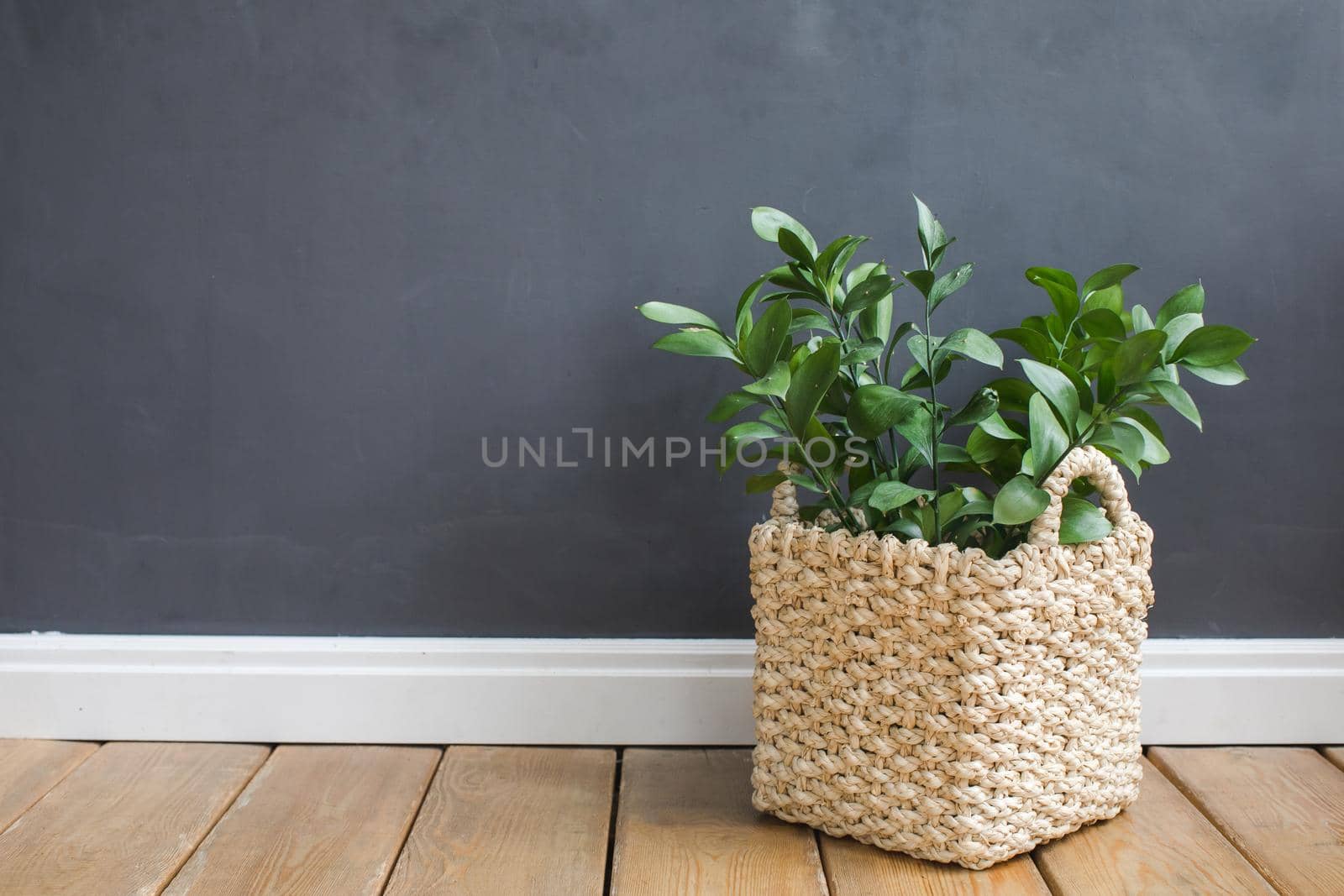 Plant in a tub against a gray wall on a wooden floor