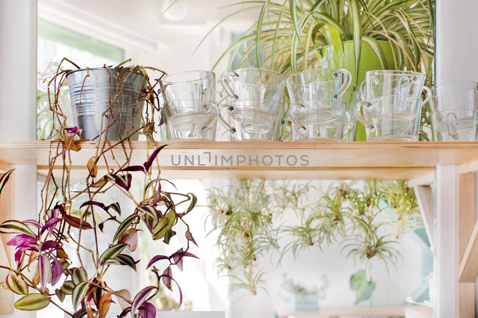 Crop view of glass mugs and house plants standing on shelf in bright room