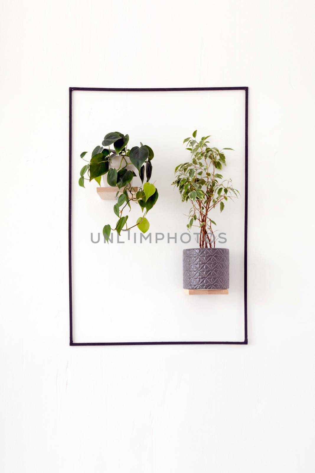 White wall with hanging flowerpots by Demkat