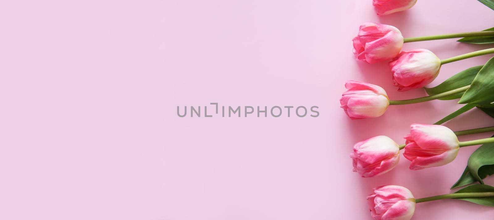 Pink Tulip flowers are arranged on a pink background. The view from the top, flat lay. Empty space for the text. Spring concept. Women's day. Mother's day. Banner.