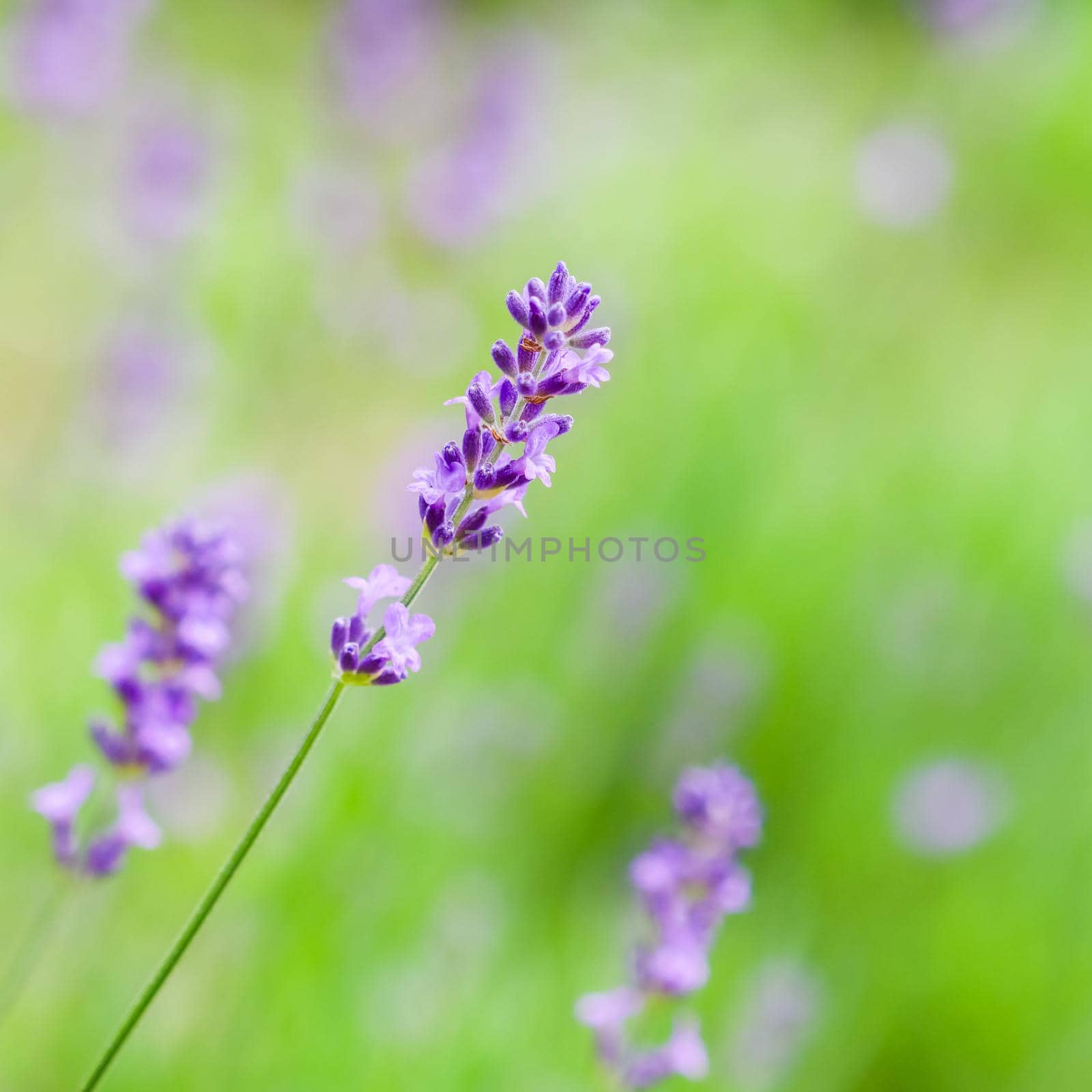 Soft focus on lavender buds in the summer garden by Olayola