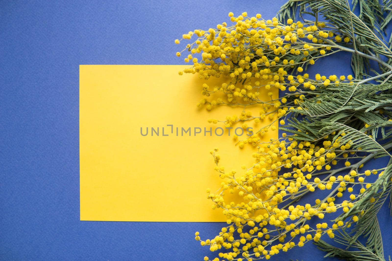 Spring concept, top view. Mimosa and a sheet of yellow paper on a blue background. Mimosa close-up. Happy spring. Space for text.