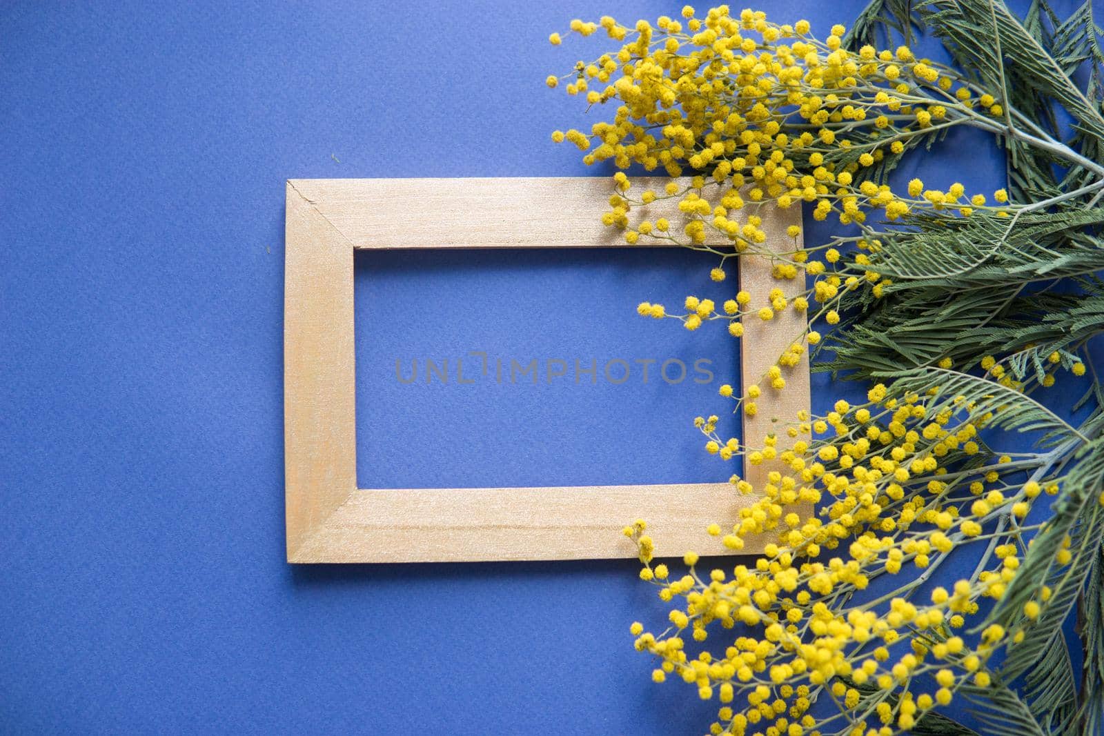 Spring concept, top view. Mimosa and gold frame on blue background. Mimosa close-up. Happy spring. Space for text.