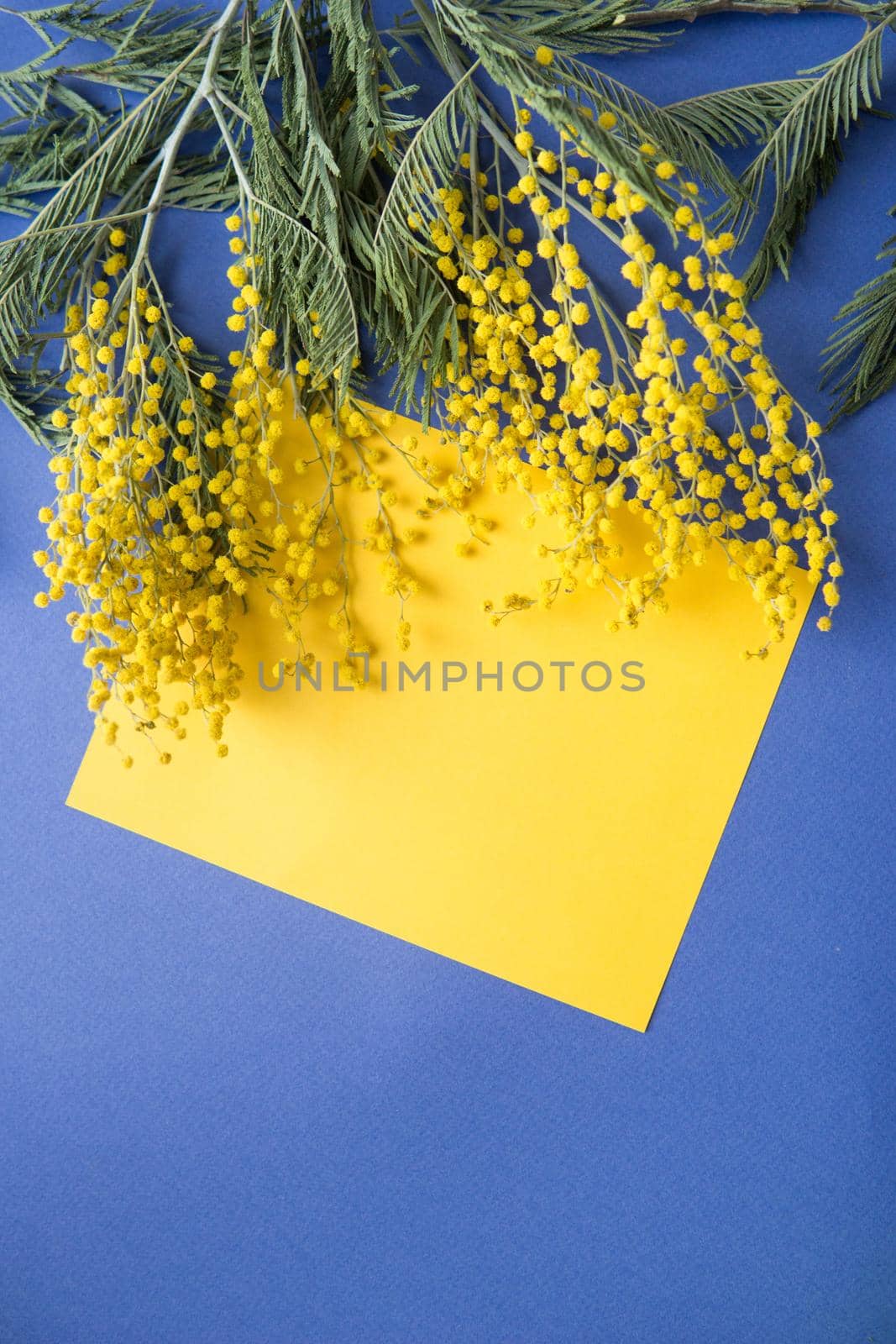 Spring concept, top view. Mimosa and a sheet of yellow paper on a blue background. Mimosa close-up. Happy spring. Space for text.