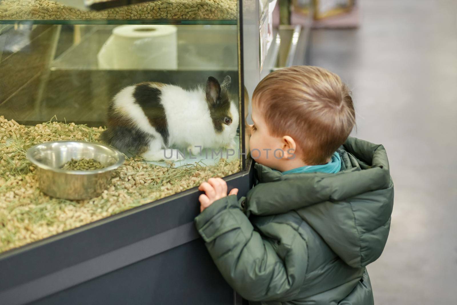 Rabbits for sale behind the glass showcase in a pet store and a boy