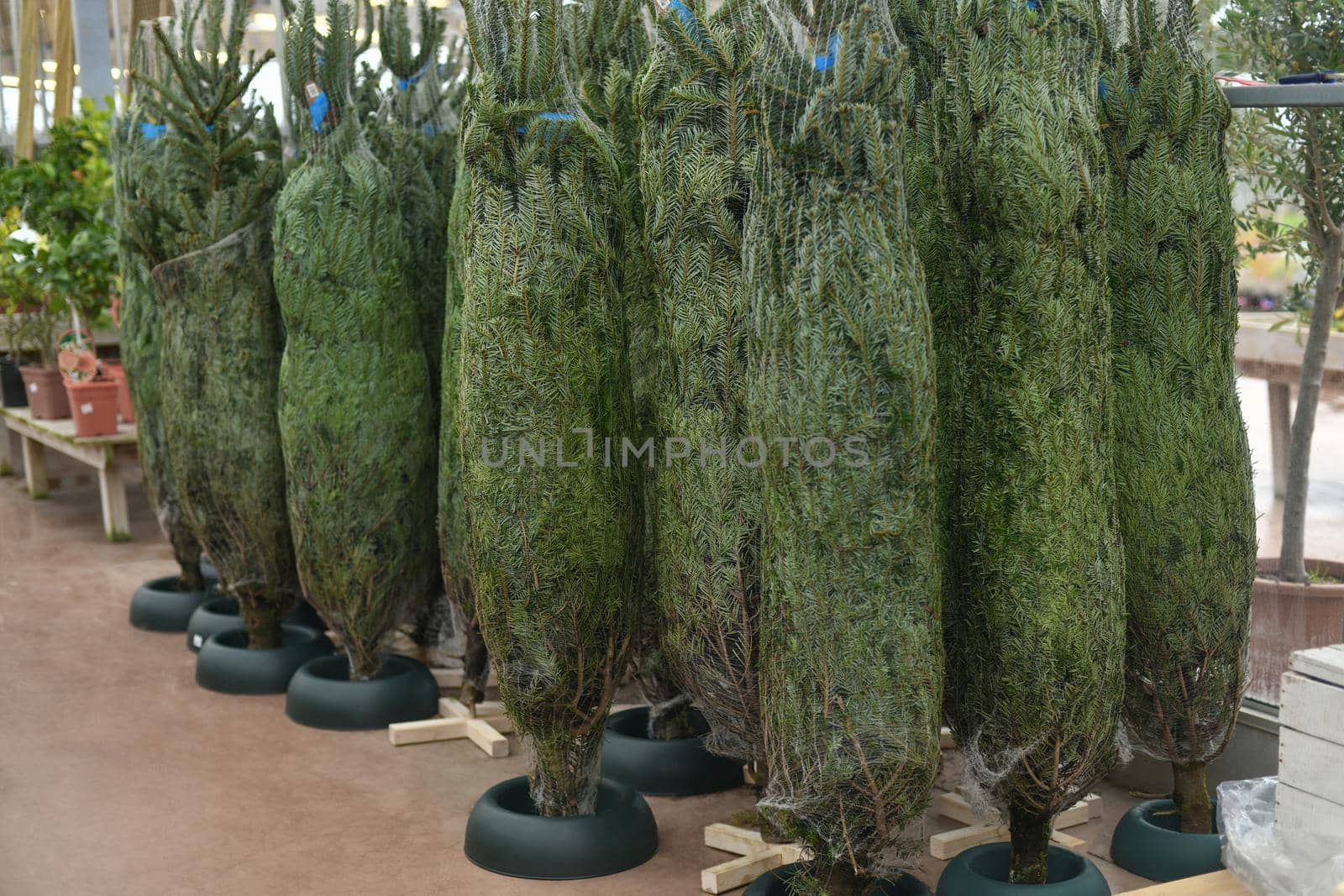 Christmas trees wrapped in a net for sale at a market