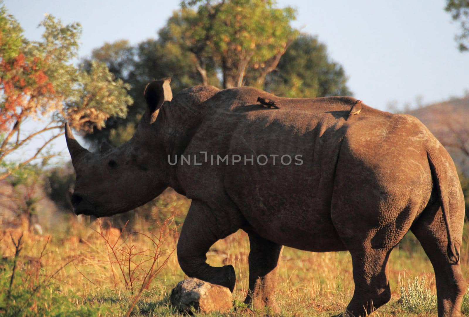 Wildlife photography is a genre of photography concerned with documenting various forms of wildlife in their natural habitat.