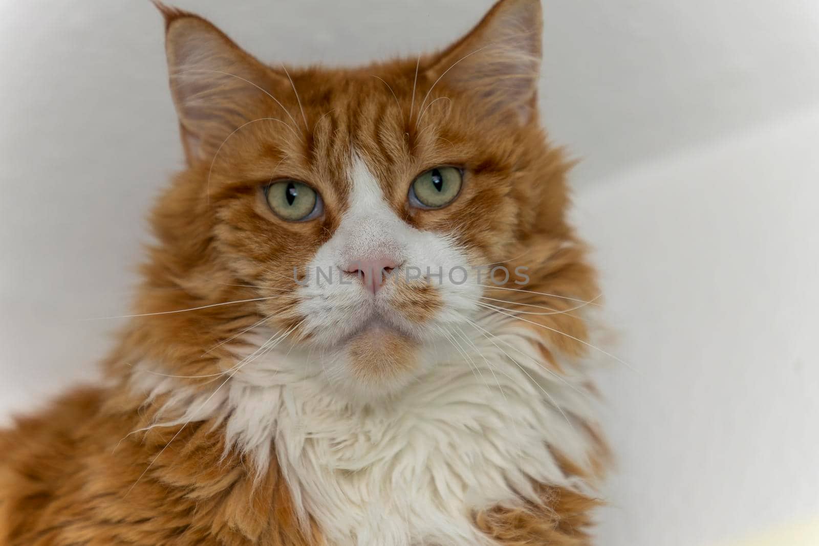 Cat a maine coon in a living room by Weltblick