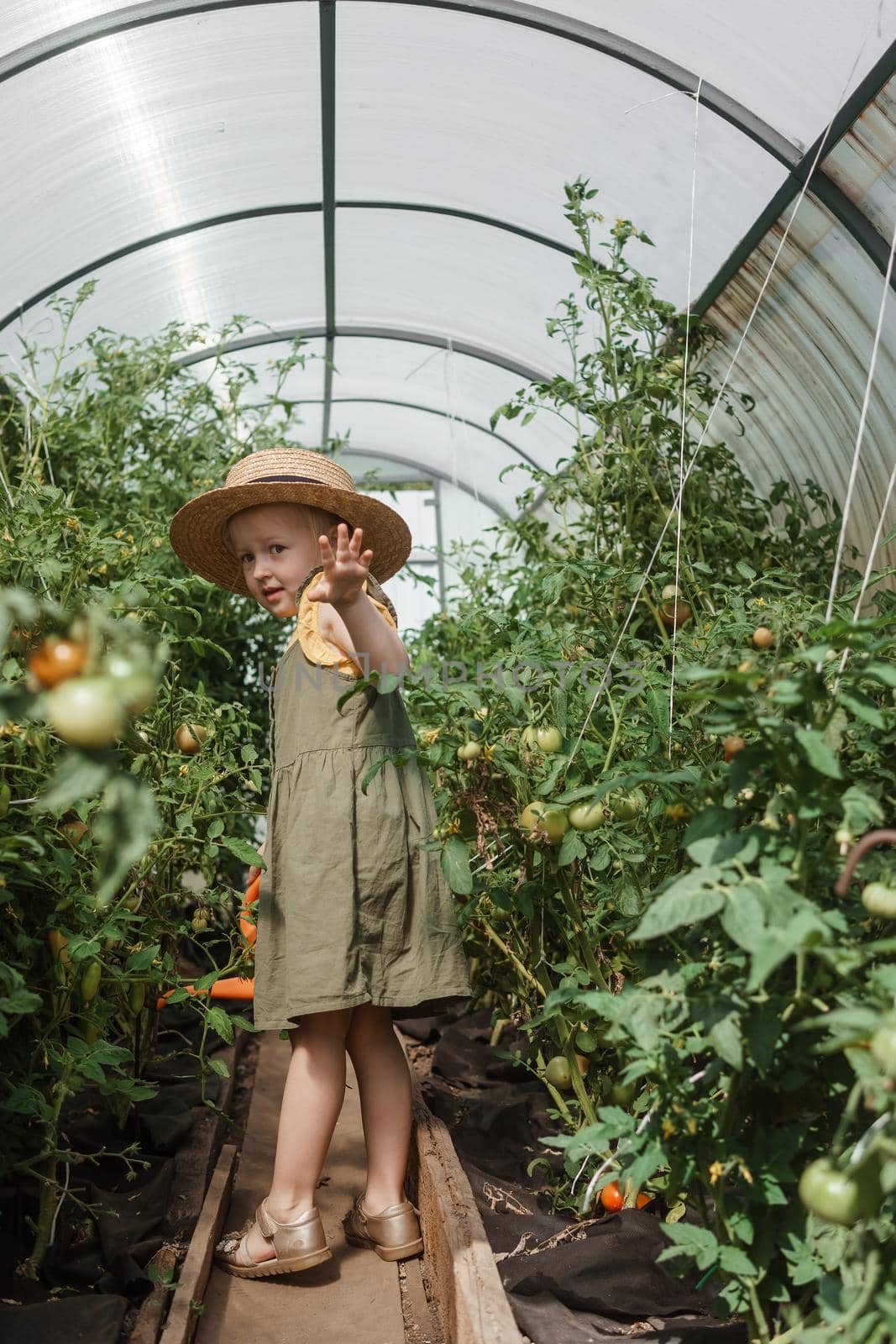 A little girl in a straw hat is picking tomatoes in a greenhouse. Harvest concept.